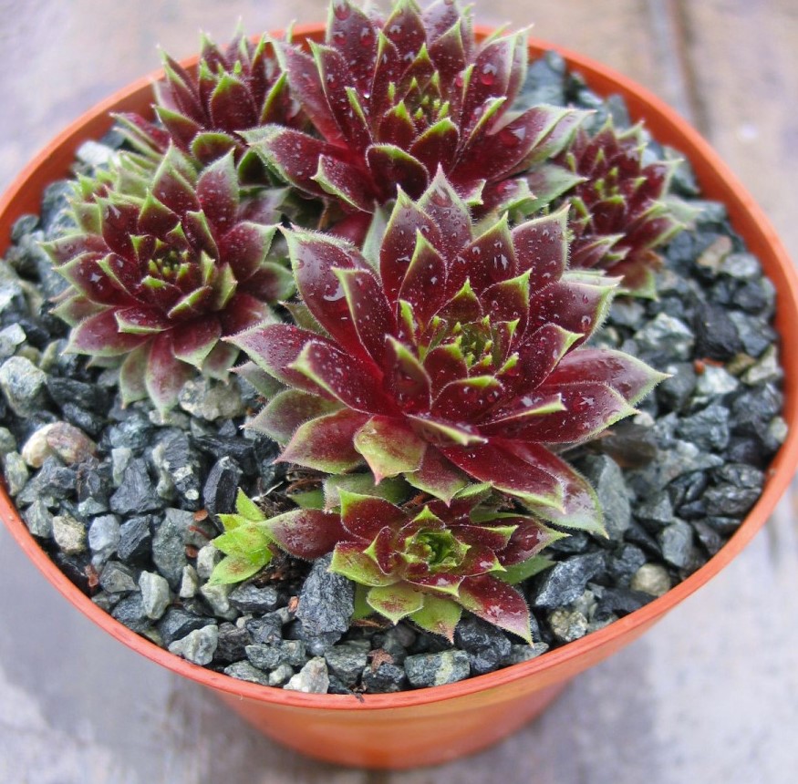 semperivum