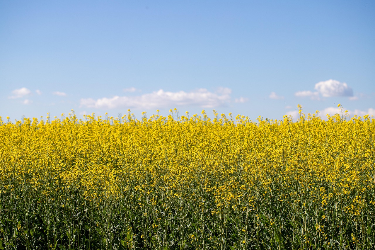 Pixafen 3L – pogromca chwastów!