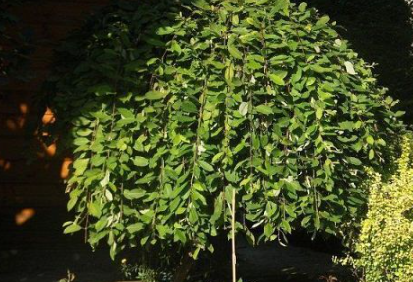 Wierzba iwa Pendula