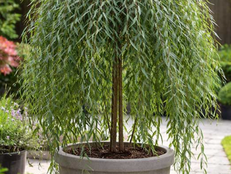 Wierzba purpurowa Pendula